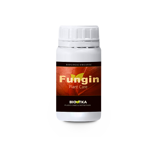 Fungin gegen Schimmel