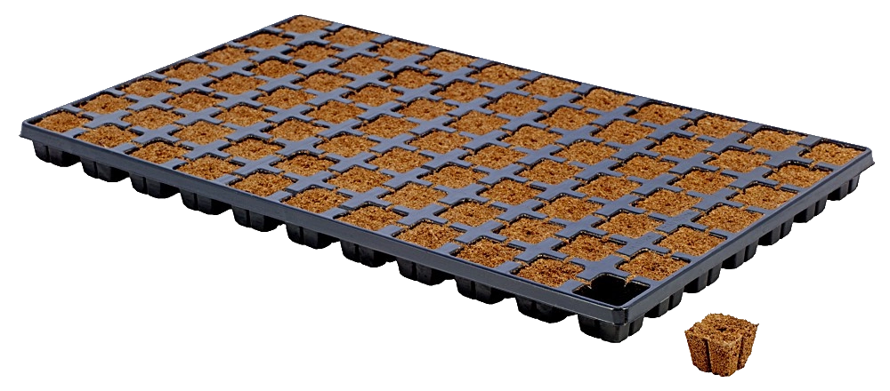 Eazy Plug eckige Anzuchtplugs, 77 Stück